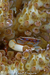 Trapeziidae family coral crab.  Captured using 400D, a si... by Teguh Tirtaputra 